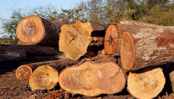 Comercialização de madeiras em toras no Acre movimentou mais de R$ 17,2 milhões