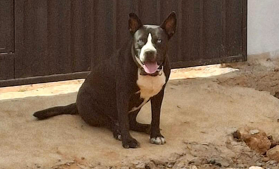 ‘Negão’, cachorro que fugiu após barulho de fogos durante jogo da Libertadores, é encontrado; matéria publicada no NH ajudou tutora a localizar o animal