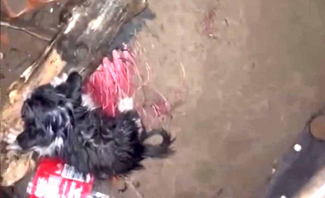 Ativista relata resgate de gatos abandonados em Rio Branco com apoio do Corpo de Bombeiros; um dos filhotes estava preso dentro de um bueiro