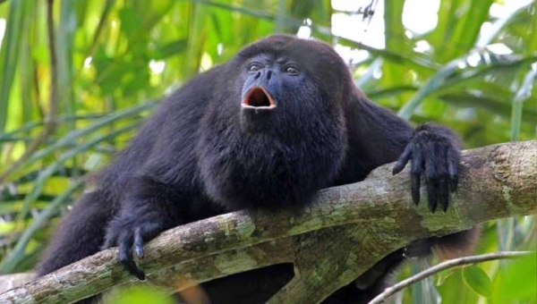 Acre é um dos Estados com maior diversidade de primatas do Brasil; Amazonas lidera o ranking com 95 espécies