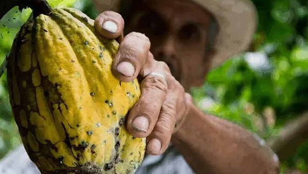 Acre recebe investimento de mais de R$ 2 milhões para proteger lavouras de cacau contra praga que ameaça a produção