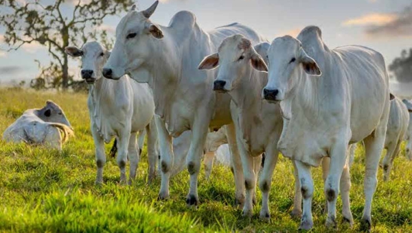 Acre ultrapassa 5,1 milhões de cabeças de gado; Baixo Acre concentra maior rebanho bovino e lidera pecuária no Estado