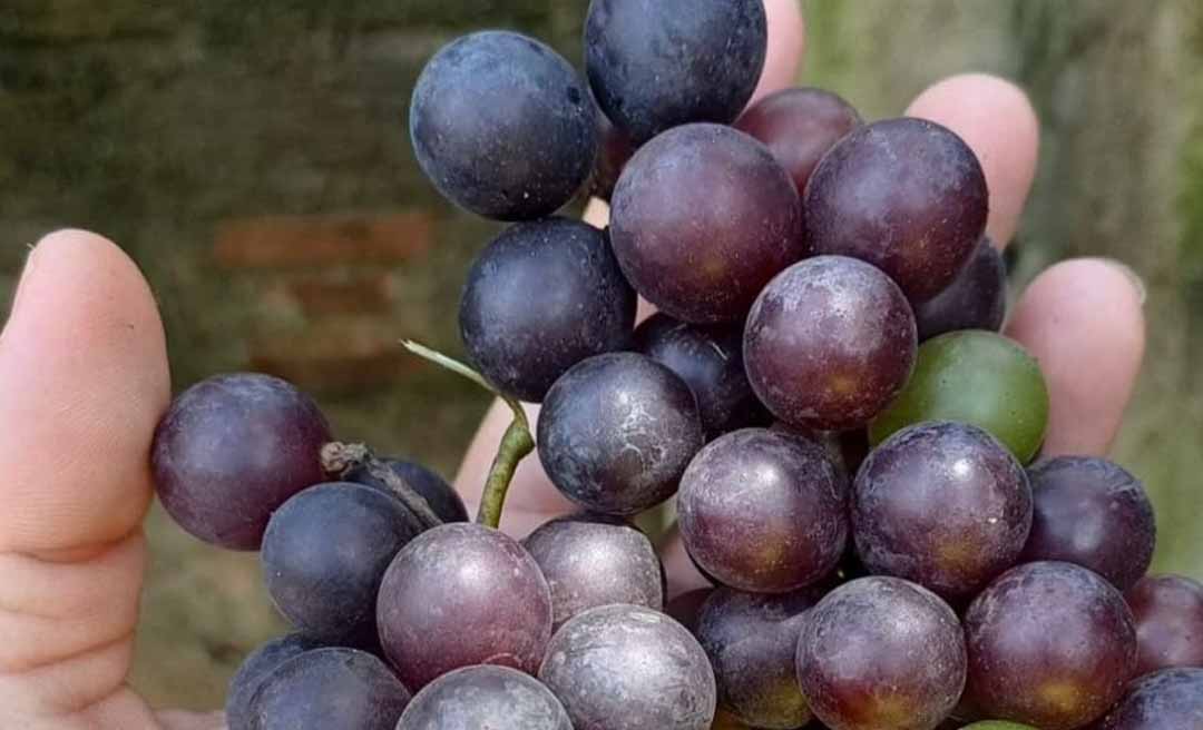 Contra o clima amazônico: após quatro anos, moradora colhe uvas cultivadas no quintal de casa em Tarauacá