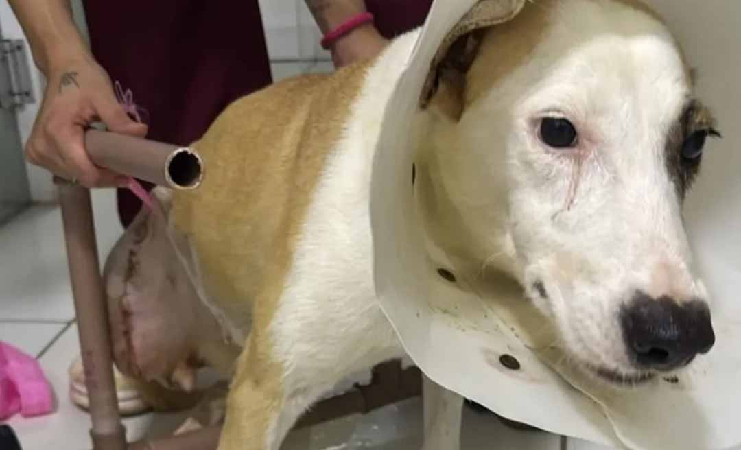 Ajude a Babalu: ONG Amor a Quatro Patas mobiliza campanha solidária para salvar cadela em Rio Branco