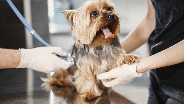 Conselho Federal de Medicina Veterinária proíbe procedimentos de alto risco em atendimentos veterinários domiciliares