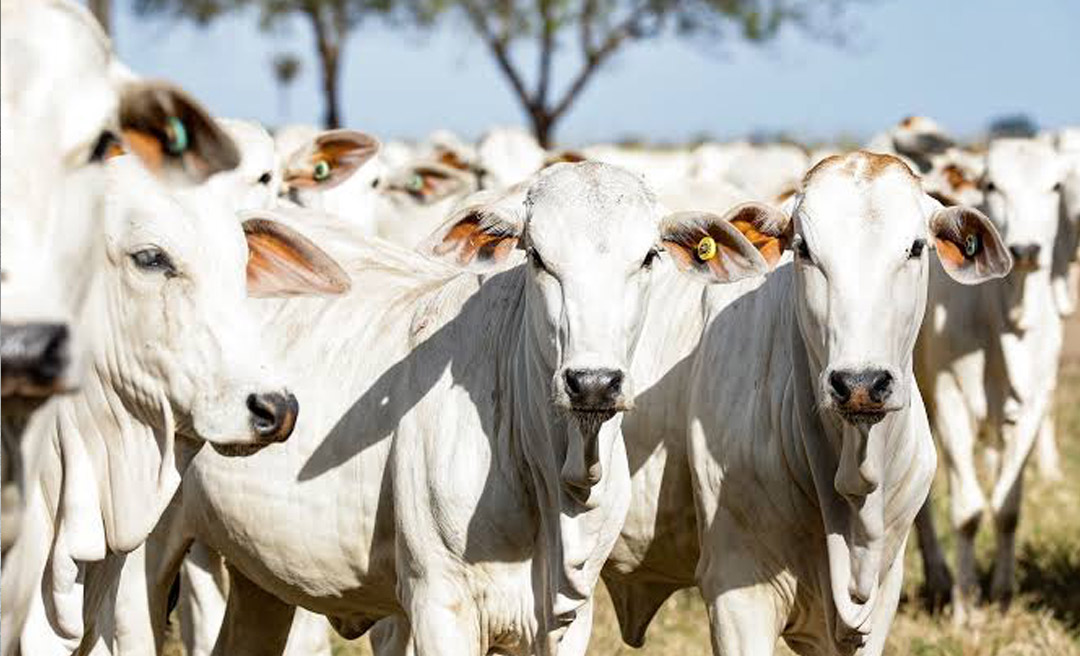 “Vista grossa” do governo pode esvaziar frigoríficos do Acre, alerta Sindicarnes: “O rebanho não cresce, o abate aumenta e o bezerro vai embora”