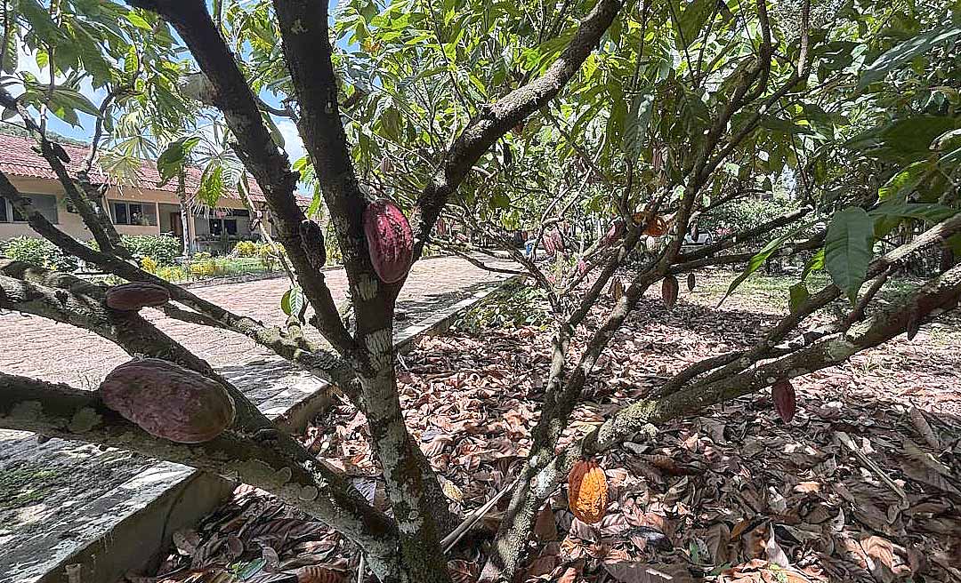 Com foco na sustentabilidade, governo do Acre e Sebrae iniciam capacitação para fortalecer a cadeia do cacau