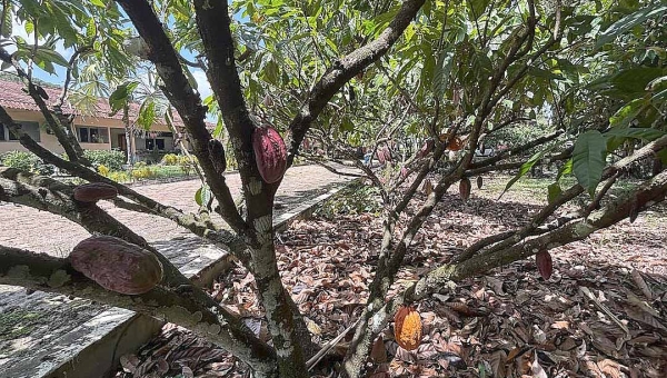 Com foco na sustentabilidade, governo do Acre e Sebrae iniciam capacitação para fortalecer a cadeia do cacau