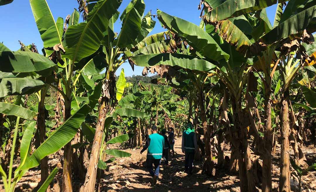 Idaf institui Sistema de Mitigação de Risco para combater Sigatoka Negra na bananicultura acreana