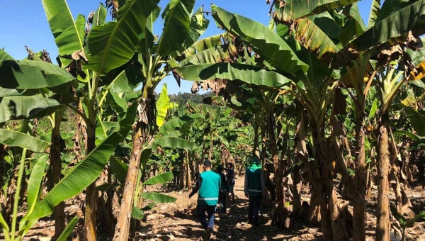 Idaf institui Sistema de Mitigação de Risco para combater Sigatoka Negra na bananicultura acreana