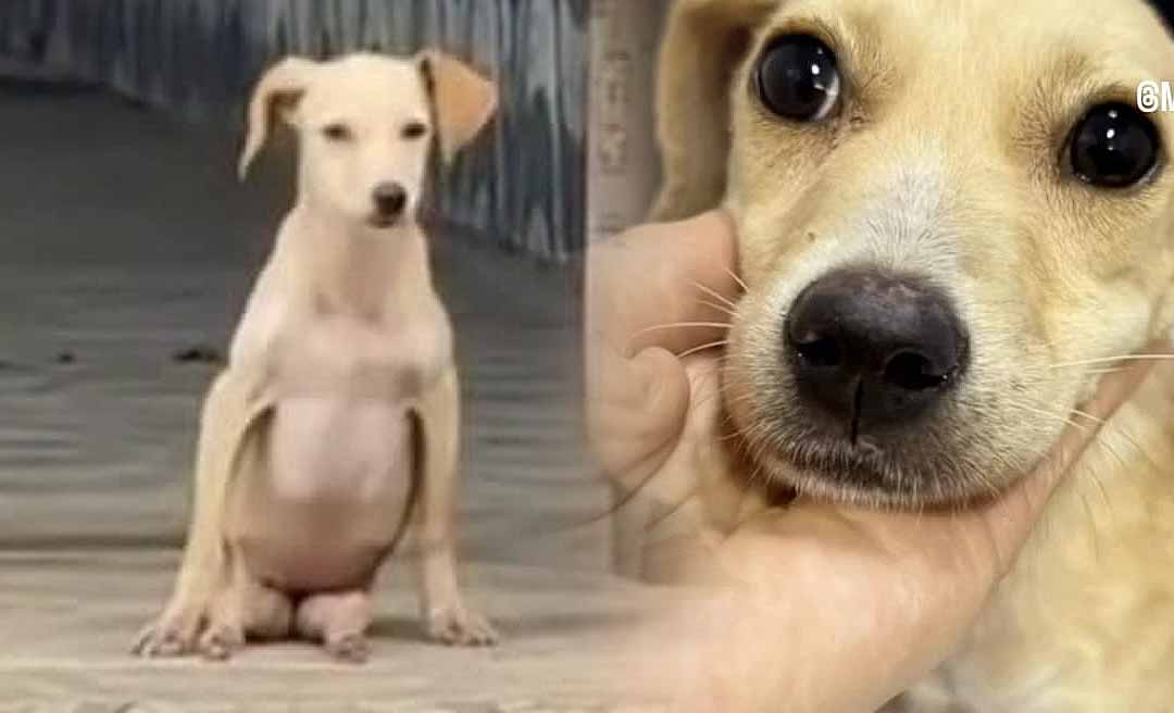 Abandonada como objeto, filhotinha com deficiência emociona internautas e mobiliza corrente de amor na capital