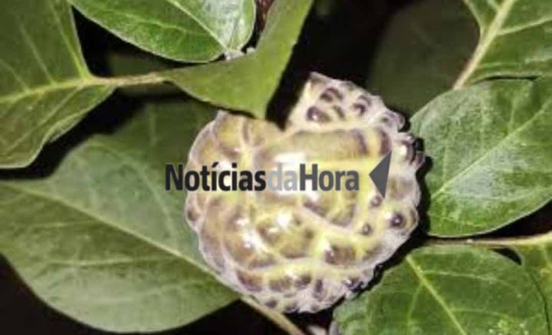Família é intoxicada após consumir fruta venenosa, e idoso é entubado em Rio Branco