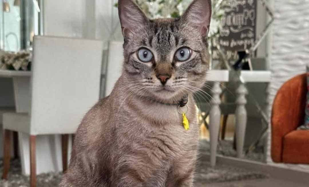 Procura-se o “Brad”: desaparecimento de gato mobiliza moradores e família oferece recompensa em Rio Branco