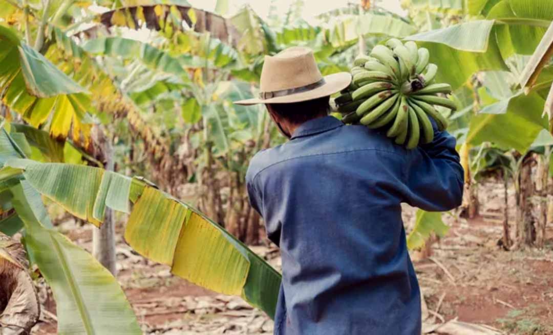 Banana é o produto agrícola mais rentável do Acre em 2026, porém maior crescimento percentual é do café, ultrapassando a soja
