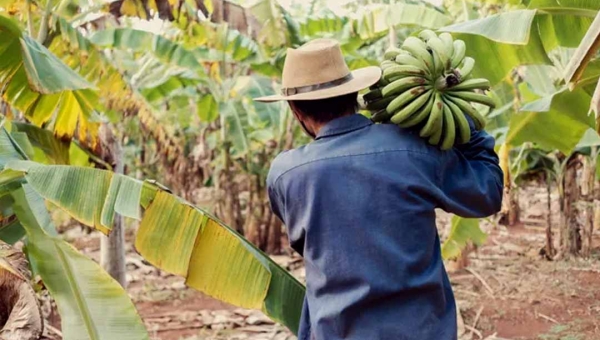 Banana é o produto agrícola mais rentável do Acre em 2026, porém maior crescimento percentual é do café, ultrapassando a soja