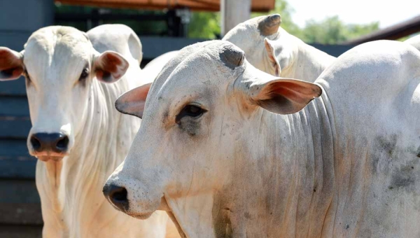 Bovinocultura do Acre teve crescimento na rentabilidade de 55,17% de 2023 a 2026