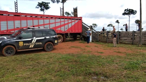 Ação conjunta entre PRF e as polícias do Acre e do Amazonas recupera mais de 40 cabeças de gado