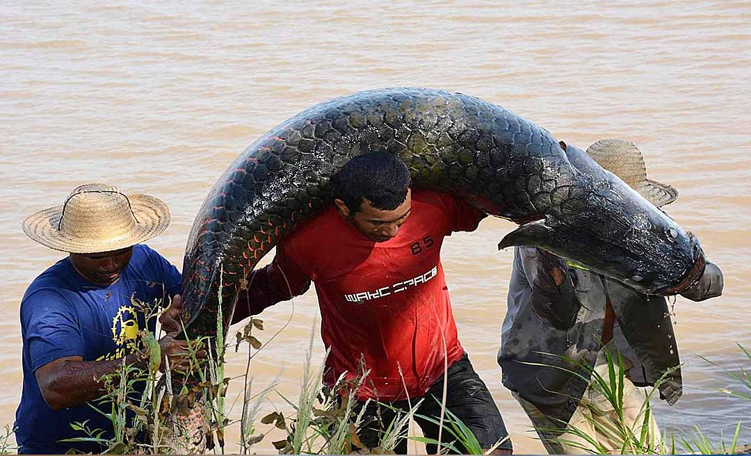 Pirarucu passa a ser considerado espécie invasora fora da Amazônia e tem abate irrestrito liberado pelo Ibama