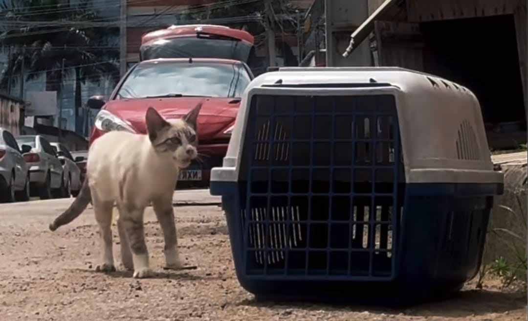 Gato vítima de agressão na Capital é internado e ativista pede ajuda para custear tratamento: "Chutado tão forte que quebrou a patinha"