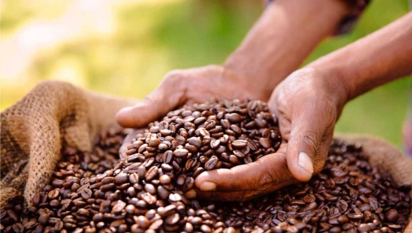 Bilhões para o café: Acre pode se beneficiar de novo ciclo de investimentos na cafeicultura