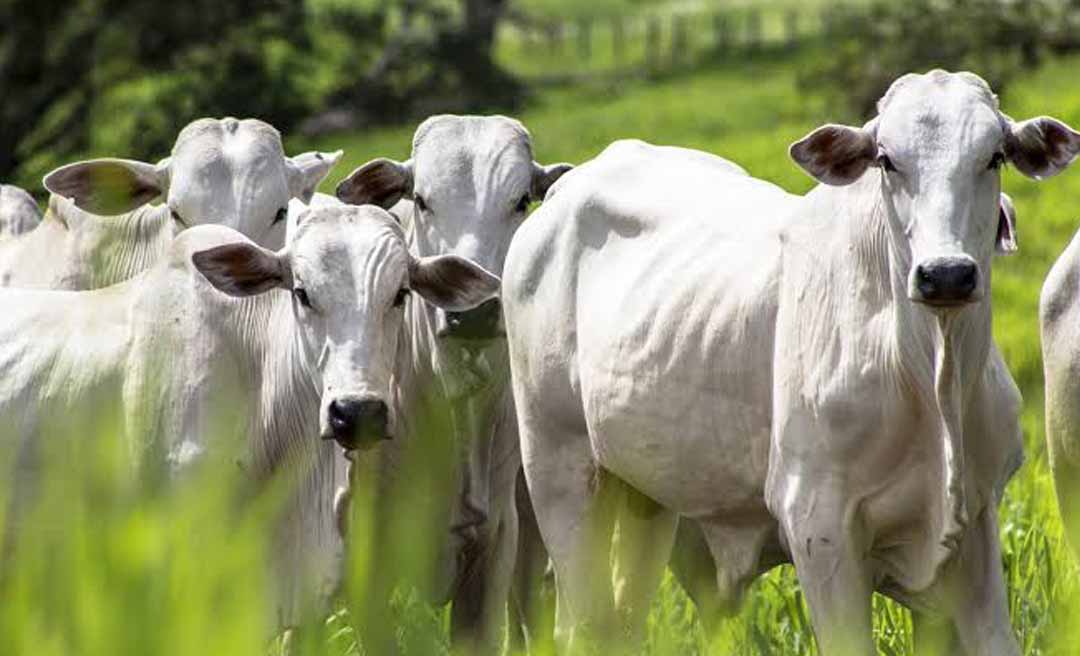Acre supera média nacional e registra alta de 14,3% no abate de bovinos, com mais de 644 mil cabeças
