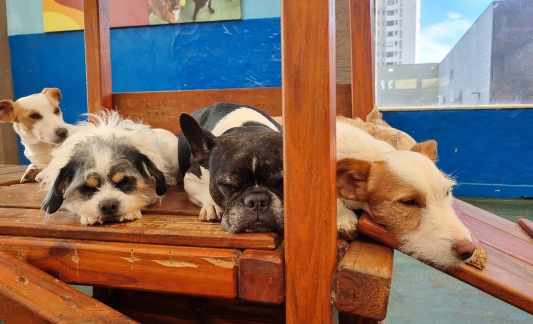 Nova legislação brasileira trata pets como responsabilidade compartilhada após fim de relacionamento