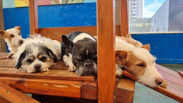 Nova legislação brasileira trata pets como responsabilidade compartilhada após fim de relacionamento