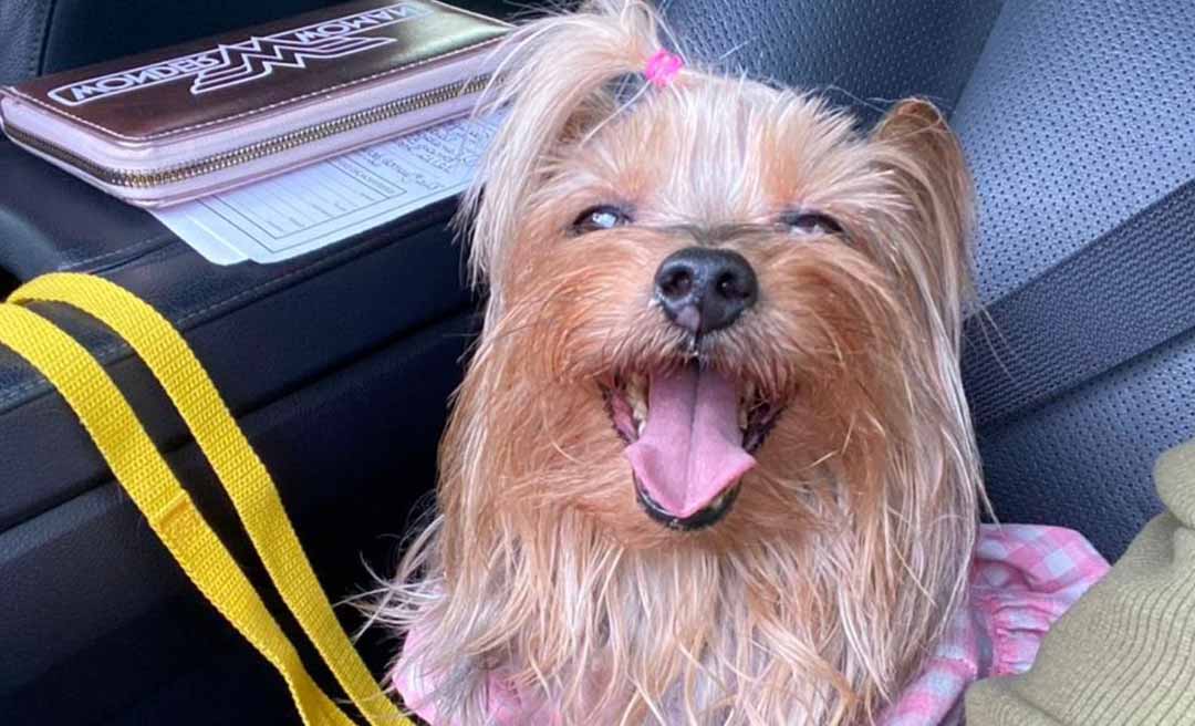 “Arrancaram dos nossos braços”: disputa por cachorrinha vira caso de polícia em Rio Branco