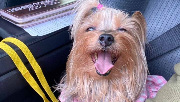 “Arrancaram dos nossos braços”: disputa por cachorrinha vira caso de polícia em Rio Branco