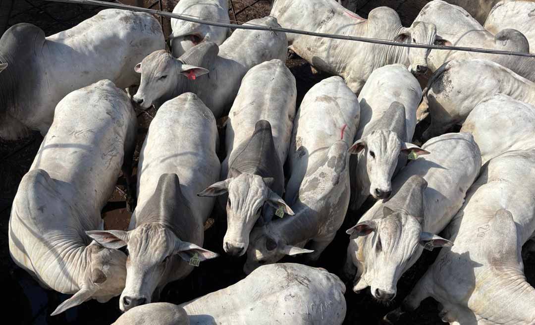 Bolívia sedia a primeira etapa internacional do Circuito Nelore de Qualidade em 2026