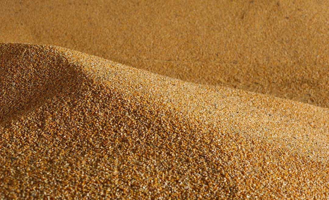 Com recorde na produção de milho, armazéns da Cageacre operam com capacidade máxima no interior do estado