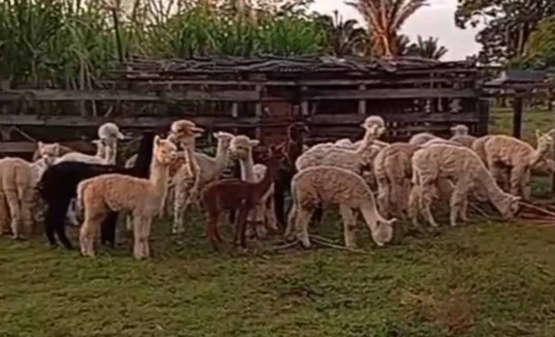 Advogada e ativista da causa animal relata resgate de 44 lhamas contrabandeadas e mobiliza rede de apoio