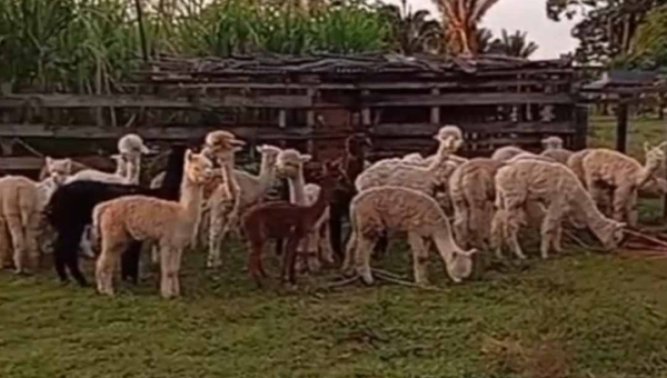 Advogada e ativista da causa animal relata resgate de 44 lhamas contrabandeadas e mobiliza rede de apoio