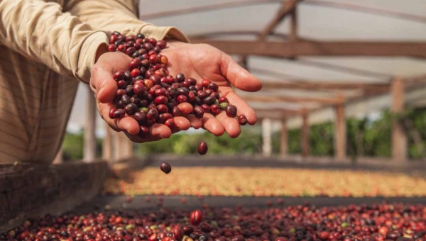 Cafeicultura acreana avança em produção, qualidade e reconhecimento nacional