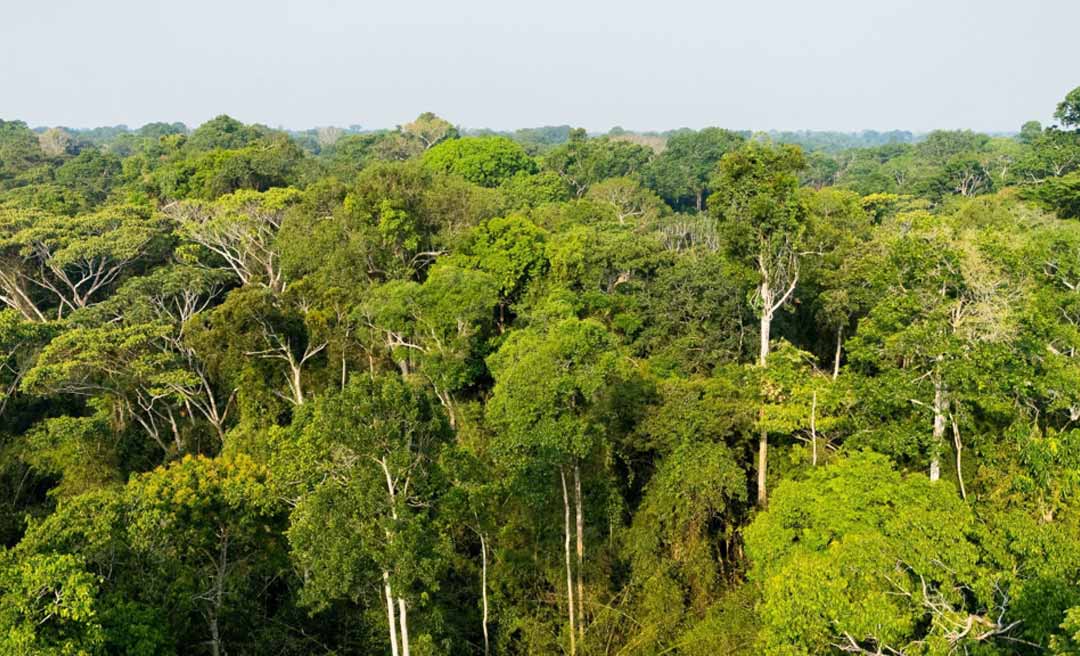 Acre reduz desmatamento em 43,6% em 2025 e registra uma das maiores quedas do país, aponta MapBiomas
