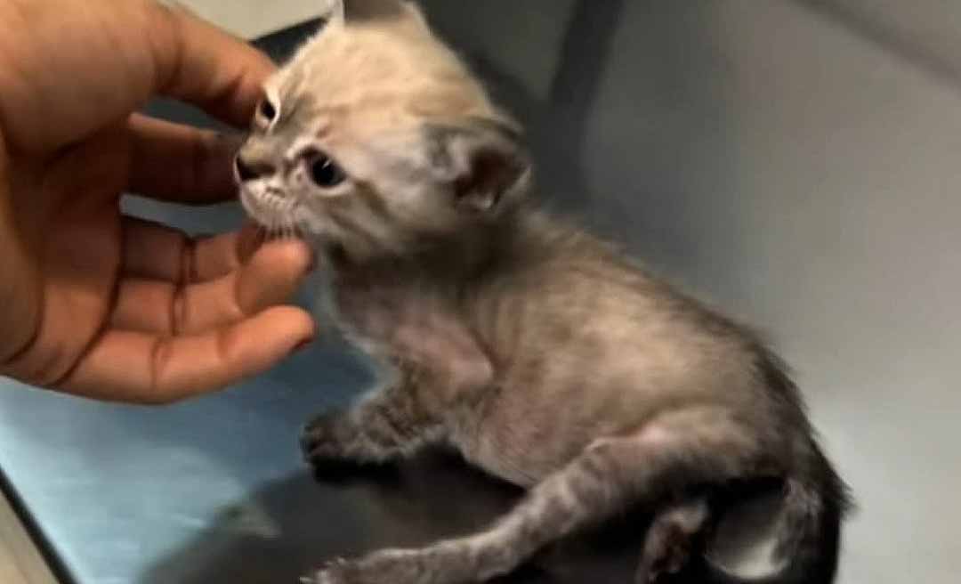 “Ele não tinha ninguém para tentar por ele”: ativista faz campanha para salvar gatinho que seria submetido à eutanásia em Rio Branco