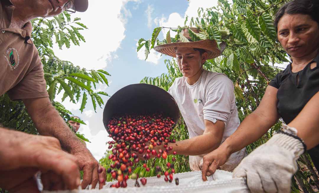 cafeicultura Image