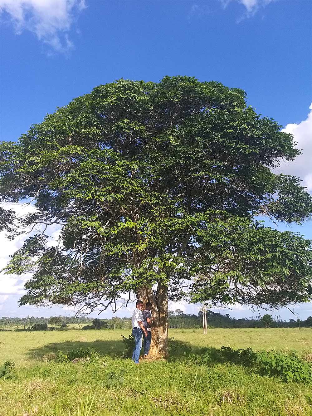 NATUREZA 03