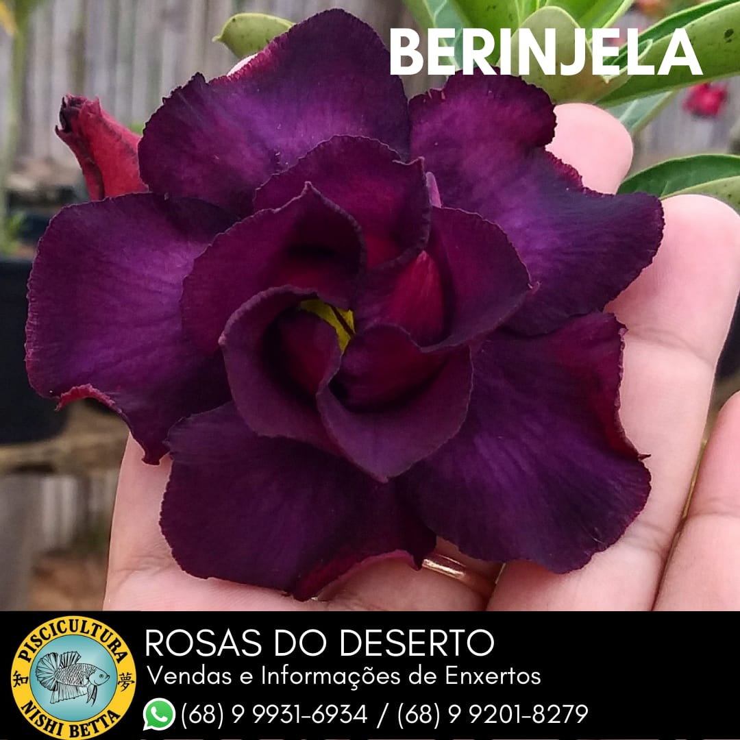 Casal troca a criação de peixes ornamentais pelo cultivo de Rosas do Deserto  e ganha destaque na Expoacre